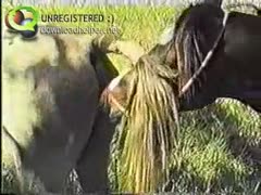 Awesome movie scene footage of horses fucking that was captured by a chap that works on ranch